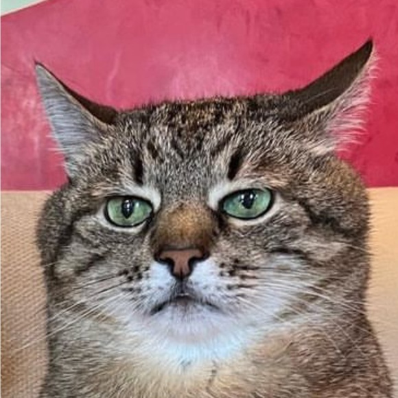 Meet your Posher, Josh - Picture 1 of 1